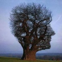L’AFRIQUE EN PRE-EMERGENCE : Organiser la capacité d’absorption afrocentrique